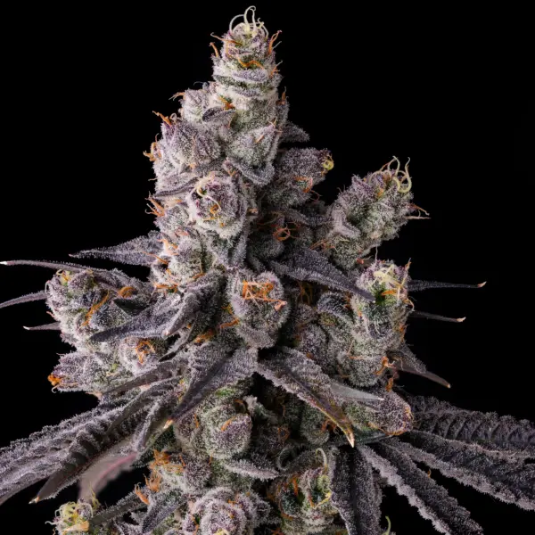 Mora Azul Cannabis Seeds by Compound Genetics