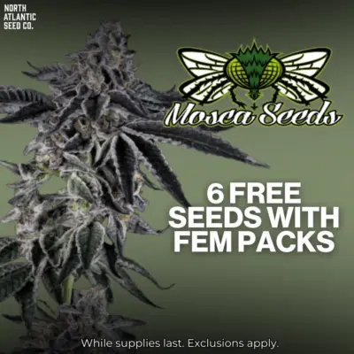 Mosca Seeds
