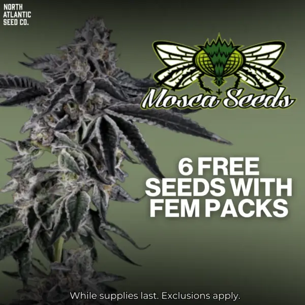 Mosca Seeds