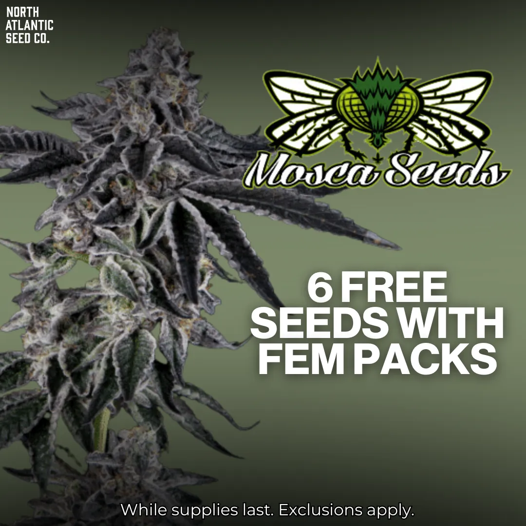 Mosca Seeds