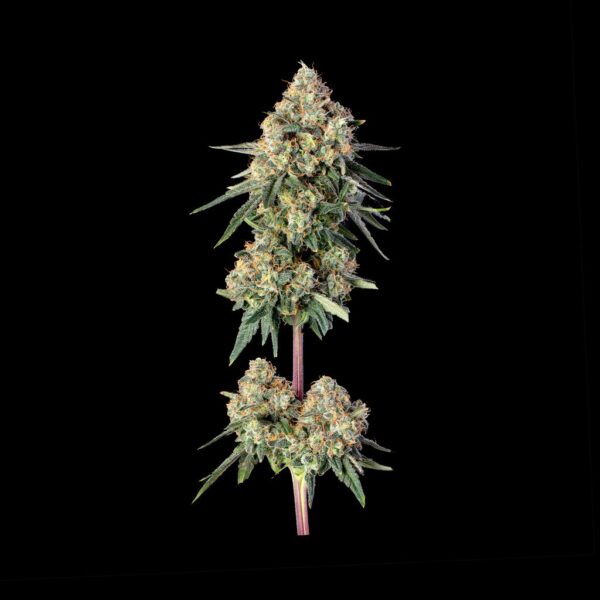 Permanent Haze Cannabis Seeds by Happy Valley Genetics