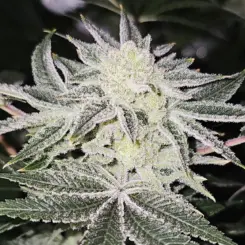 Platinum Doja Cannabis Seeds by In House Genetics