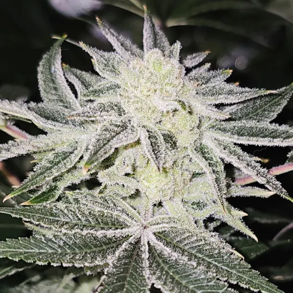 Platinum Doja Cannabis Seeds by In House Genetics
