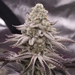 Platinum Zushi Cannabis Seeds by In House Genetics
