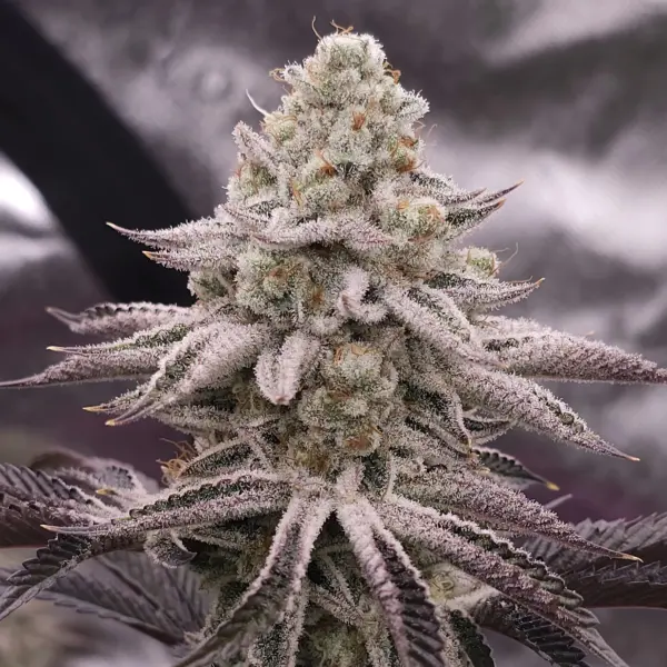Platinum Zushi Cannabis Seeds by In House Genetics