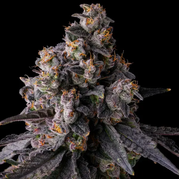 Rainbow Guavè Cannabis Seeds by Compound Genetics