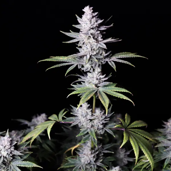 Romulan IX2 Cannabis Seeds by Romulan Genetics