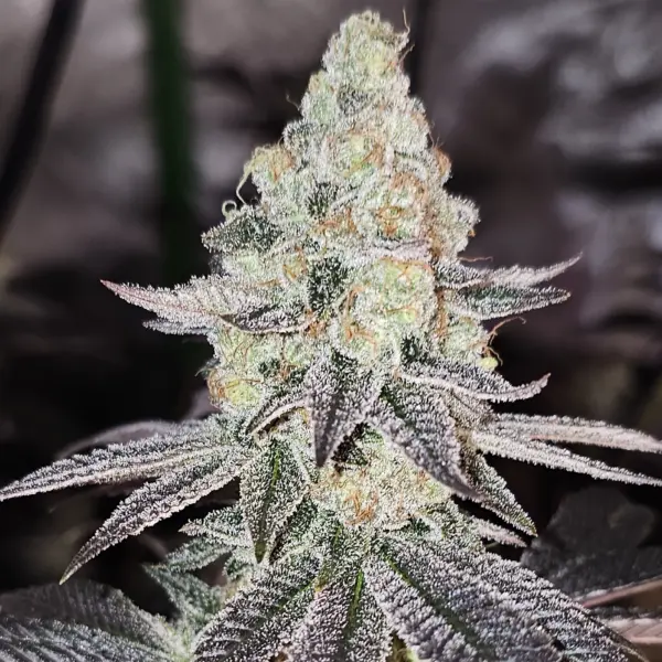 Sugar Cane V3 Cannabis Seeds by In House Genetics