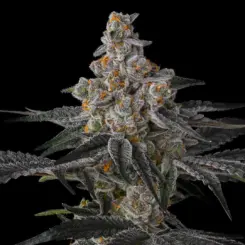 Wine Foot Reg Cannabis Seeds by Sin City Seeds