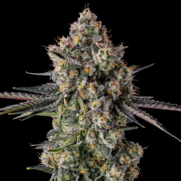 Zhampagne Cannabis Seeds by Compound Genetics