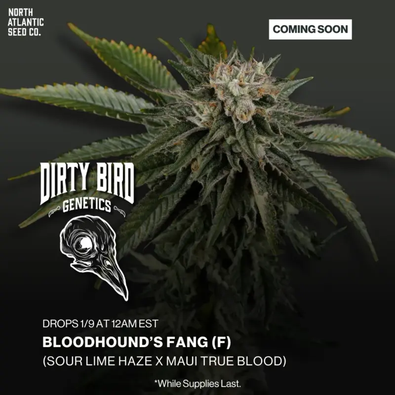 Dirty Bird Genetics Image