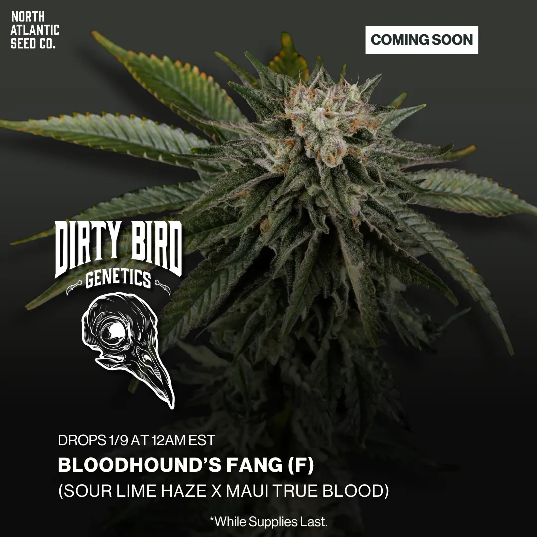 Dirty Bird Genetics Image