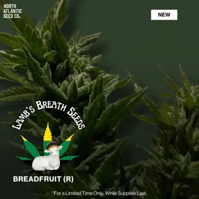 Lamb's Breath Seeds
