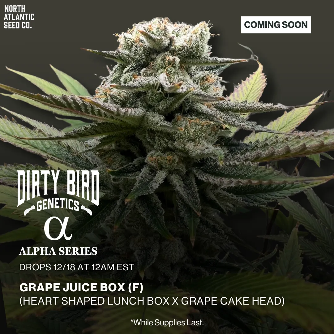 Dirty Bird Genetics - Alpha Series