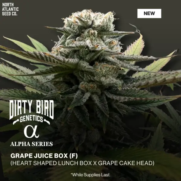 Dirty Bird Genetics - Alpha Series