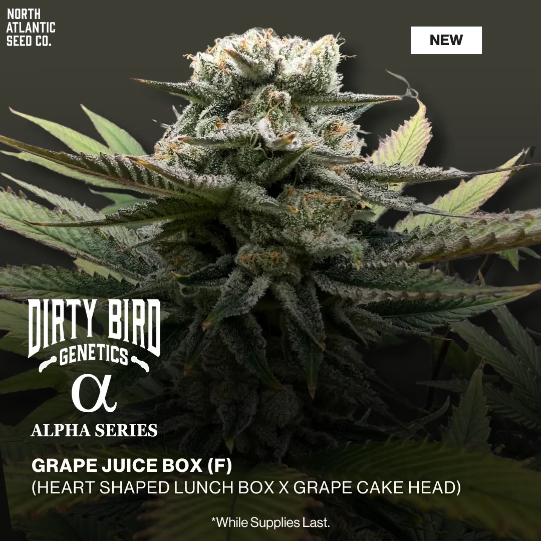 Dirty Bird Genetics - Alpha Series