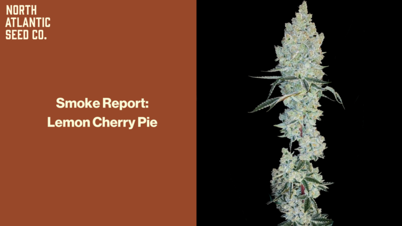 Smoke Report: Lemon Cherry Pie by Ethos Genetics