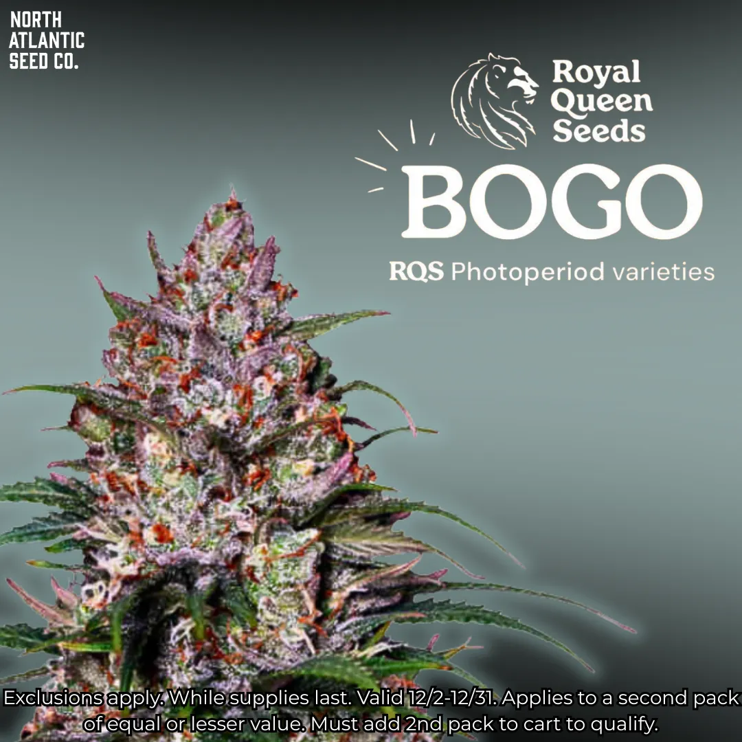 Royal Queen Seeds