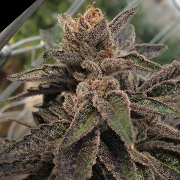 501st Cannabis Seeds by Rare Dankness