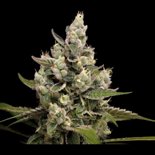 Apples 'n' Afghani Cannabis Seeds by Twenty20 Mendocino