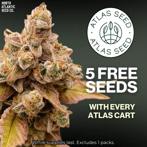 Atlas Seed