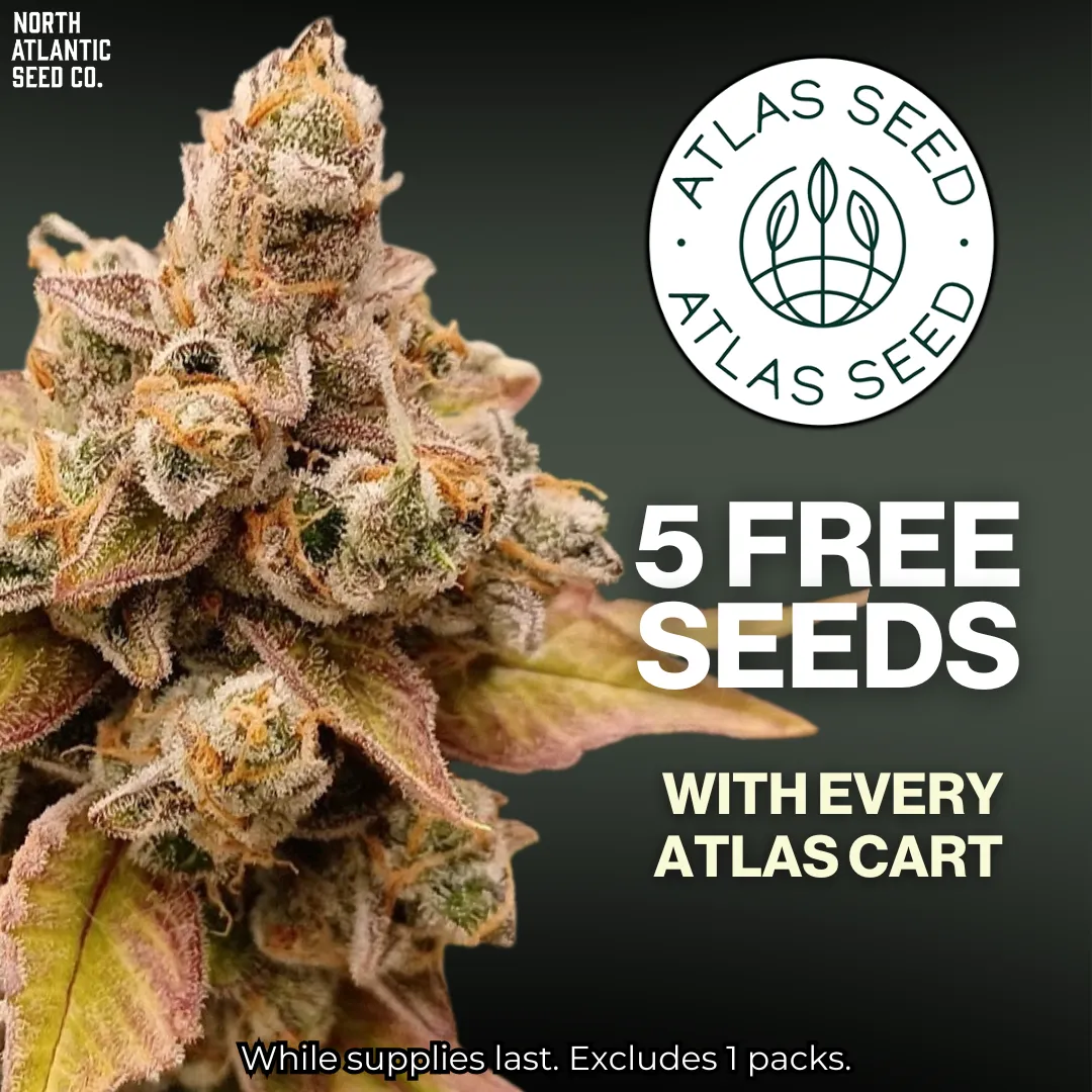 Atlas Seed