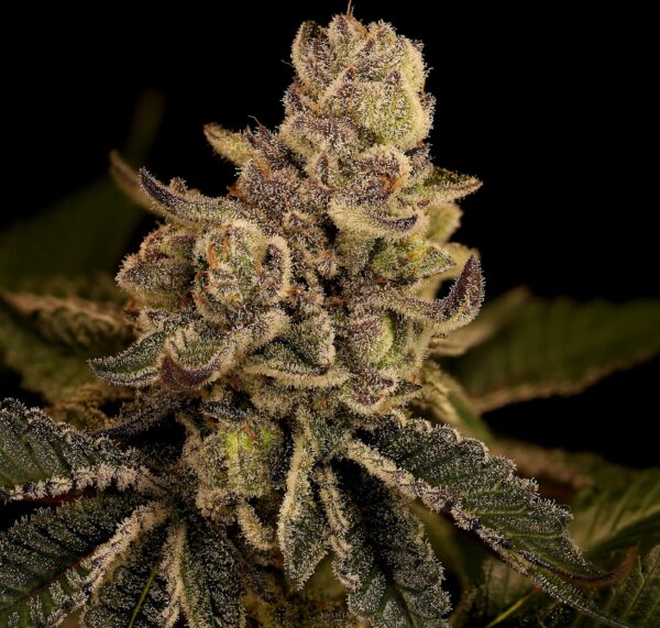 Blonde Bomb Cannabis Seeds by Twenty20 Mendocino