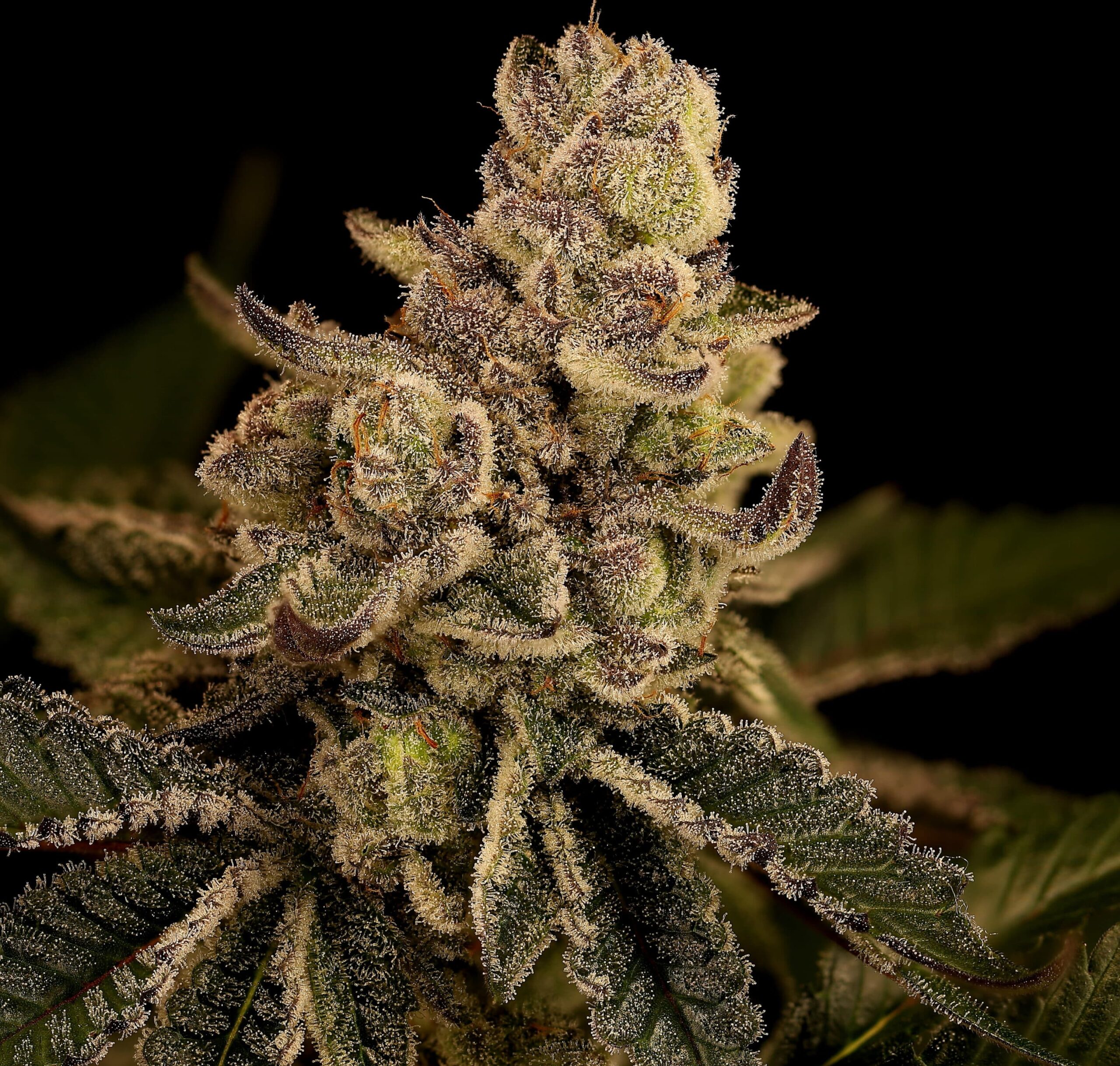 Blonde Bomb Cannabis Seeds by Twenty20 Mendocino Blonde Bomb Cannabis Seeds by Twenty20 Mendocino