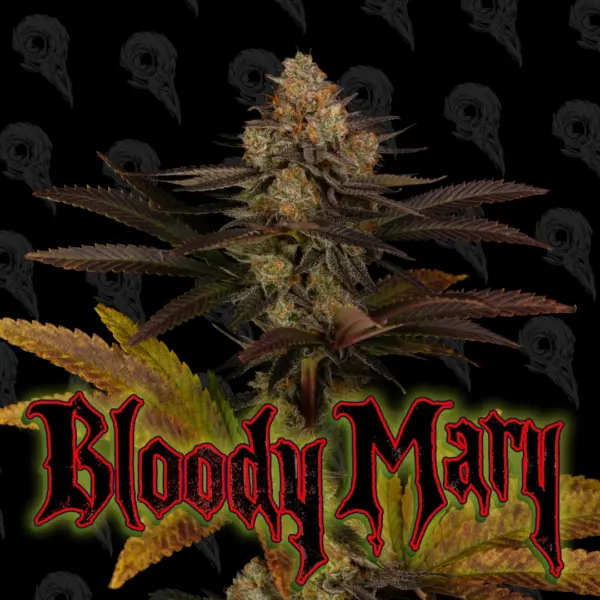 Bloody Mary Alpha Series Cannabis Seeds by Dirty Bird Genetics