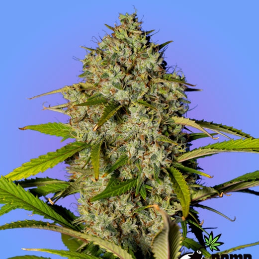 Blue Dream Bomb Cannabis Seeds by Bomb Seed