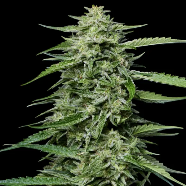 Blueberry Honey Cannabis Seeds by Humboldt Seed Company