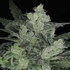 Bourbon Berry Auto Cannabis Seeds by Twenty20 Mendocino