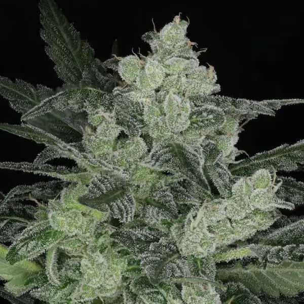 Bourbon Berry Auto Cannabis Seeds by Twenty20 Mendocino