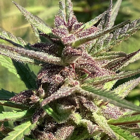 CBD Balance II Cannabis Seeds by Lamb's Breath Seeds