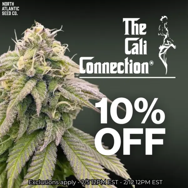 Cali Connection 10% OFF BOTW
