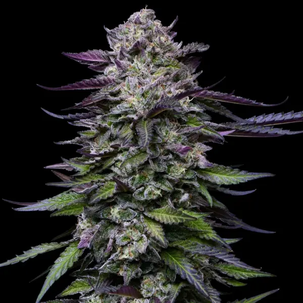 Candy Hustle Cannabis Seeds by Humboldt Seed Company