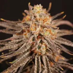Cherry Chalet Cannabis Seeds by Lovin In Her Eyes