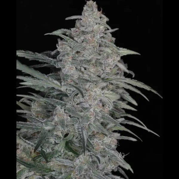 Cosmo Auto Cannabis Seeds by Twenty20 Mendocino