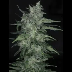 Cuba Libre Auto Cannabis Seeds by Twenty20 Mendocino