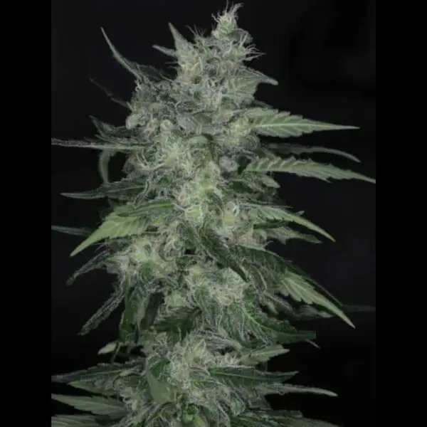 Cuba Libre Auto Cannabis Seeds by Twenty20 Mendocino