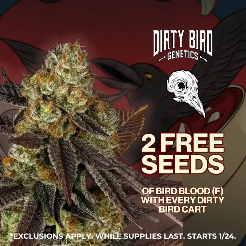 Dirty Bird Genetics Image