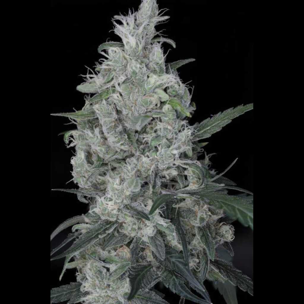 Dirty Martini Auto Cannabis Seeds by Twenty20 Mendocino Dirty Martini Auto Cannabis Seeds by Twenty20 Mendocino