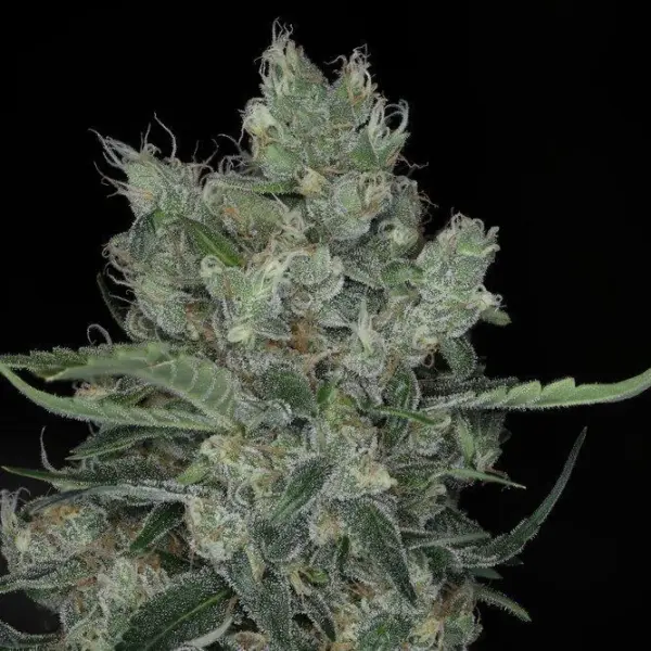 Dirty Martini Auto Cannabis Seeds by Twenty20 Mendocino