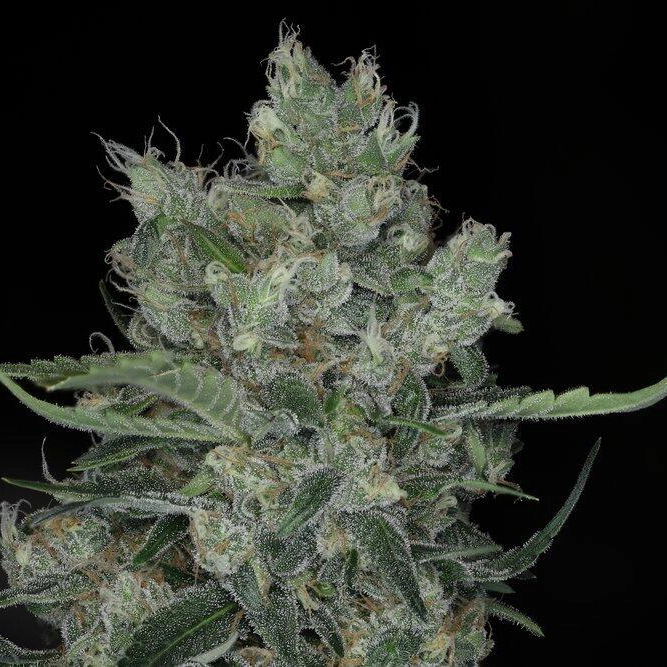 Dirty Martini Auto Cannabis Seeds by Twenty20 Mendocino Dirty Martini Auto Cannabis Seeds by Twenty20 Mendocino