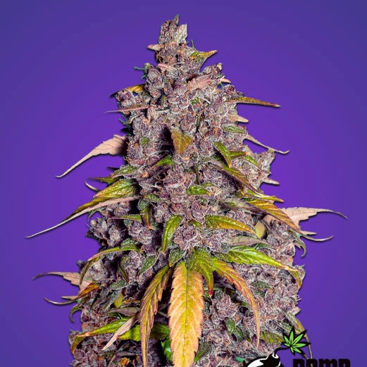 Double Purple Bomb Cannabis Seeds by Bomb Seeds