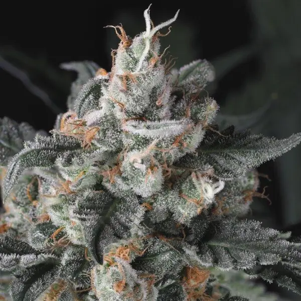 Double Whiskey Sour Auto Cannabis Seeds by Twenty20 Mendocino