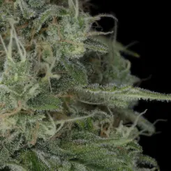 El Diablo Auto Cannabis Seeds by Twenty20 Mendocino