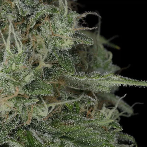 El Diablo Auto Cannabis Seeds by Twenty20 Mendocino