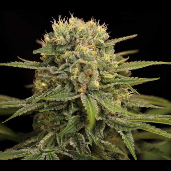 El Dorado Cannabis Seeds by Twenty20 Mendocino
