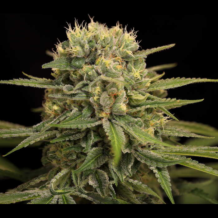 El Dorado Cannabis Seeds by Twenty20 Mendocino El Dorado Cannabis Seeds by Twenty20 Mendocino